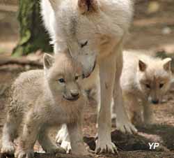 Les Loups de Chabrières