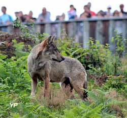 Les Loups de Chabrières