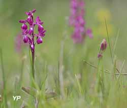 Orchis à fleurs lâches