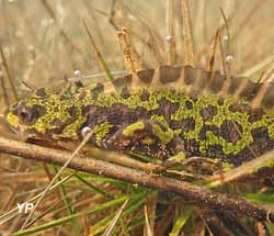Réserve Naturelle nationale - mare de Vauville