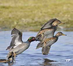 Couple de sarcelles d'hiver