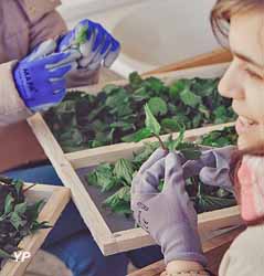 Bee factory Ballot-Flurin