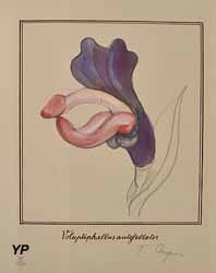 Vulvodrendrum penifloris (Tomi Ungerer, 1988)