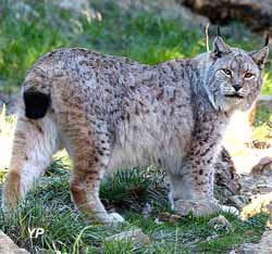 Lynx