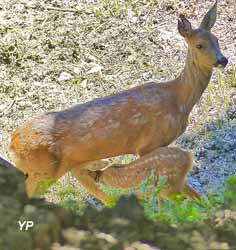 Parc animalier de Casteil