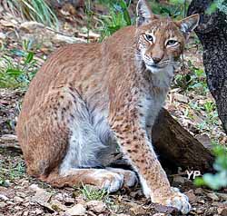 Lynx