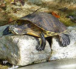 Tortue de Floride
