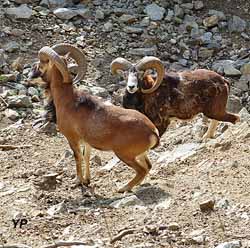 Mouflons
