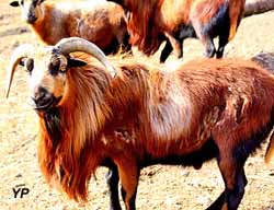 Parc animalier de Casteil