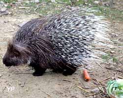 Porc-épic