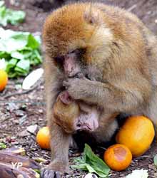 Parc animalier de Casteil