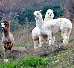 Parc animalier de Casteil