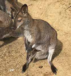 Wallaby