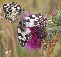 Maison de la Nature et de la Réserve - demi-deuil