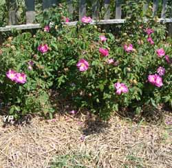 Jardin m&eacute;di&eacute;val