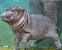 Bébé hippopotame commun