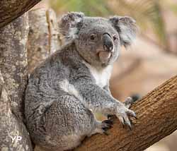 Koala