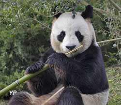 Panda géant (doc. ZooParc de Beauval)