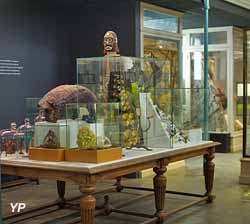 coin des curiosités