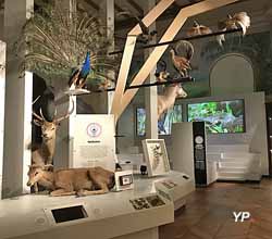 Museum d'histoire naturelle