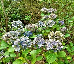 Jardin de Cassandra et sa Pépinière
