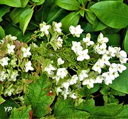 Jardin de Cassandra et sa Pépinière