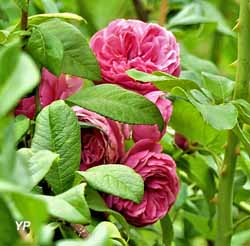 Jardin de Cassandra et sa Pépinière (doc. Jardin de Cassandra)