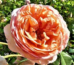 Jardin de Cassandra et sa Pépinière