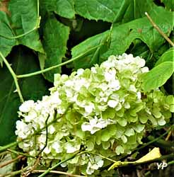 Jardin de Cassandra et sa Pépinière