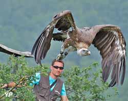 Vautour (doc. Donjon des Aigles)