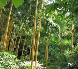 Jardin Les Bambous de Planbuisson