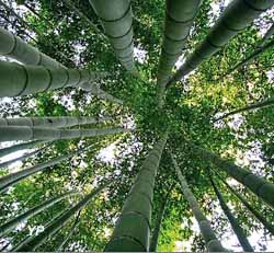 Jardin Les Bambous de Planbuisson