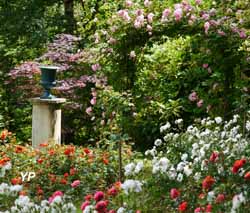 Pépinières et Roseraies Paul Croix