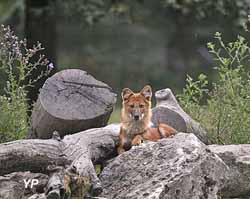 Réserve Zoologique de la Haute-Touche
