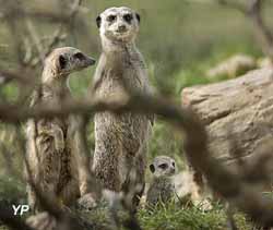 Réserve Zoologique de la Haute-Touche