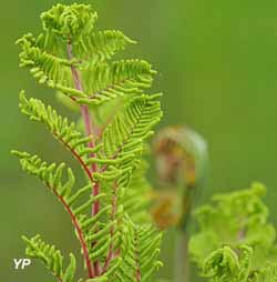 Parc Naturel Régional des Landes de Gascogne