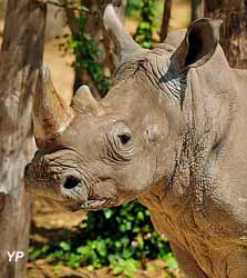 Wami le rhinocéros