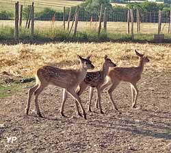 Ferme de l'Étang / élevage Fresnay