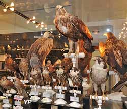 Musée ornithologique Charles-Payraudeau (Ville de La Chaize-le-Vicomte)
