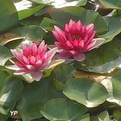 Jardin Botanique de Bordeaux