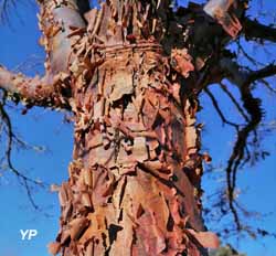 Jardin Botanique de Bordeaux