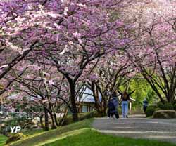 Hanami au Parc Oriental