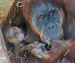 Zoo de la Boissière-du-Doré
