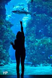 Lagon aux requins (doc. F. Pacorel - Musée océanographique de Monaco)