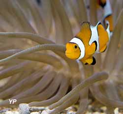 Poisson-clown_Amphiprion_ocellaris