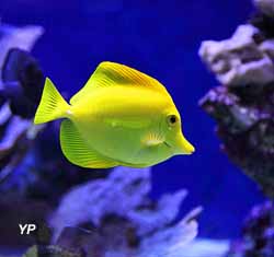 Chirurgien-jaune_Zebrasoma-flavescens