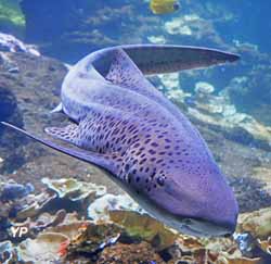 Nausicaa Centre National de la Mer