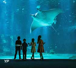 Grande baie et public