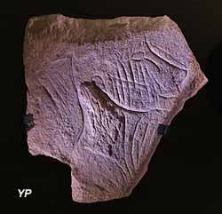 Musée de Préhistoire