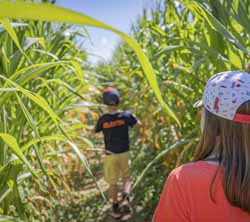 Domaine des Saveurs - Les Planons